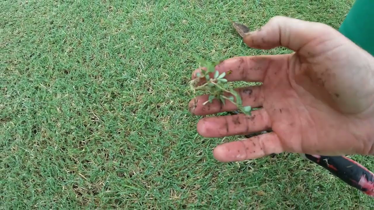 The weeds are back - 4 weeks later. Satisfying weed pulling from nice lawn. Part 1.
