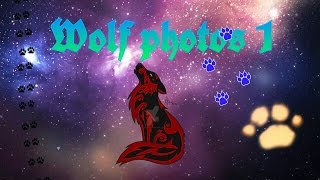 Wolves are beautiful! | Wolf photos screenshot 2