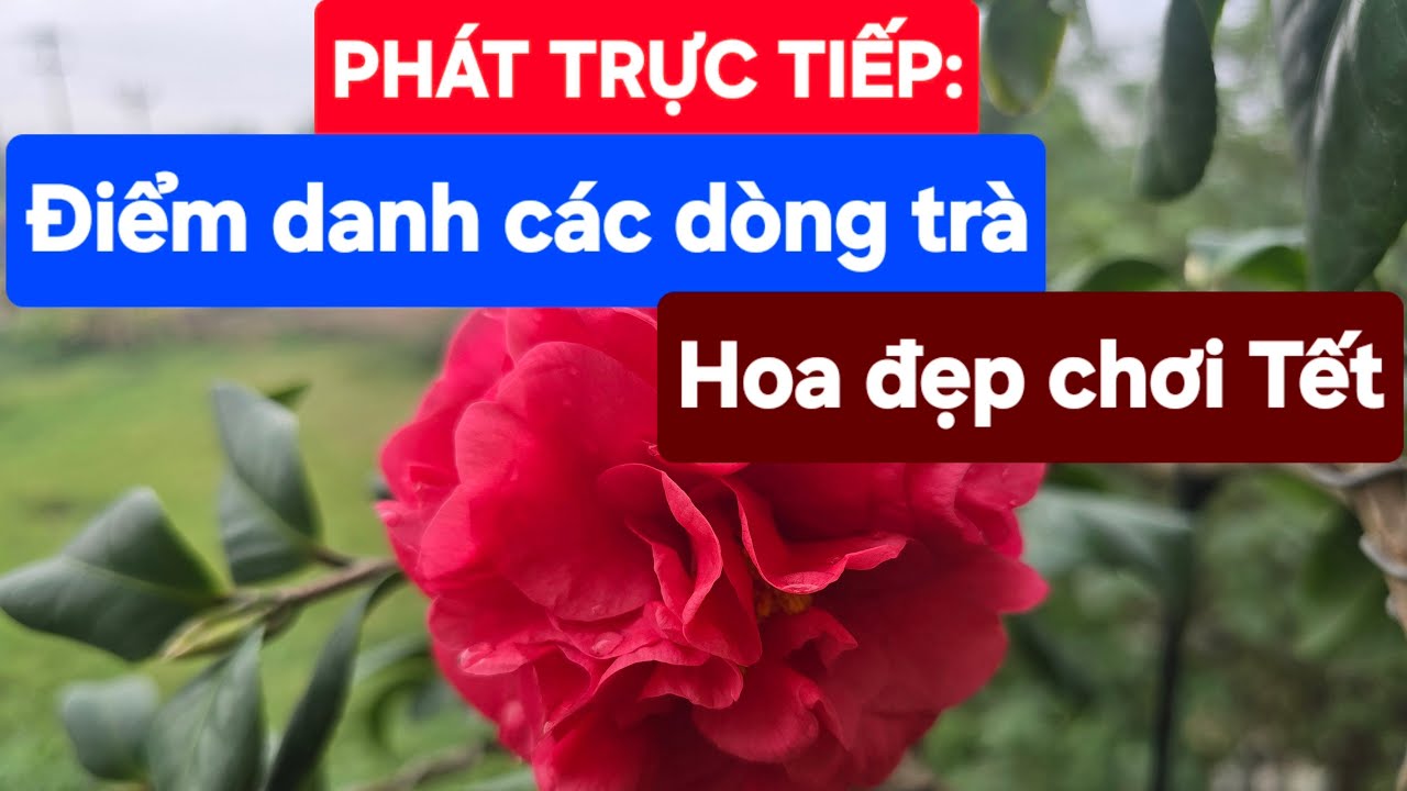 PHÁT TRỰC TIẾP: Điểm danh các dòng trà hoa đẹp chơi Tết