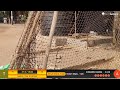 live cricket match | Individual live - Kamat CC Shivaji Park Mumbai