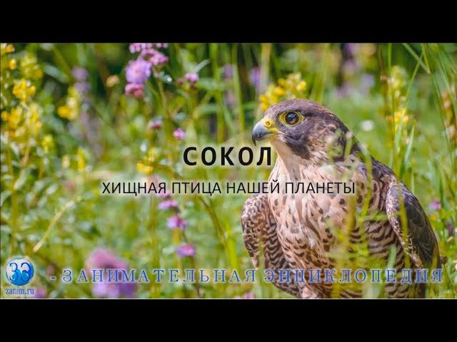Сокол - лучший охотник (кречет, балобан, тетеревятник, элеонор, чеглок)