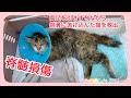 ①両足を引きずりながら、側溝に逃げ込んだ猫【保護猫】【下半身麻痺】【脊髄損傷】#シャルちゃん