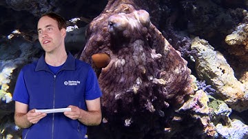 Fast Ocean Facts — How do Cephalopods Change Color?