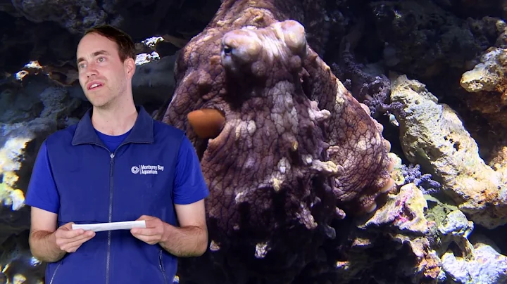 Fast Ocean Facts — How do Cephalopods Change Color?