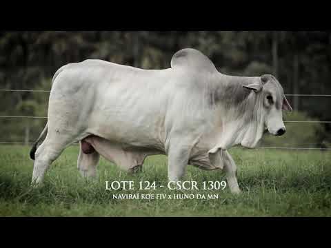 LOTE 124   CSCR 1309