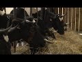 Découverte : la plus petite exploitation laitière de France