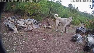 Kangal Köpeği̇ Canli Yayinimizda Çakal Kovaladi 