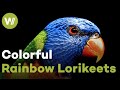 Rainbow lorikeets tongue adapted to gather pollen and nectar of flowers