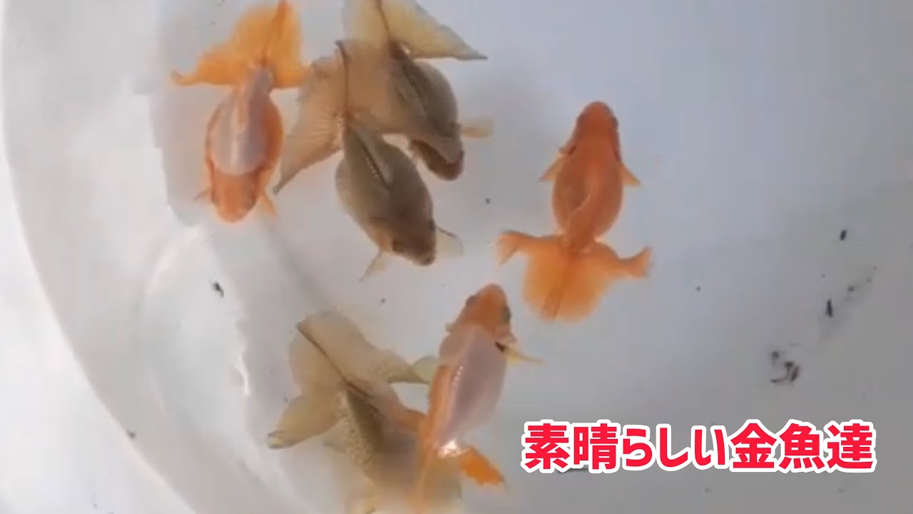 Tosa Nishiki] Introducing the magnificent local goldfish of Kochi