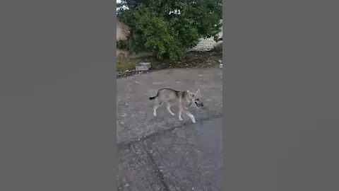 video 1496165891