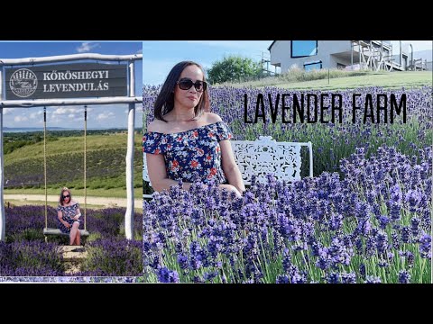 Lavender Farm in Kőröshegy, Hungary | Summer 2021 | Life in Hungary