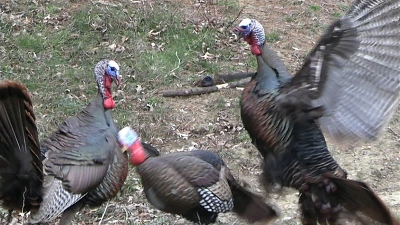 Turkeys attack the decoy! Wisconsin 1st season 2023. YouTube