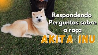 Akita convivendo com outros cães e gatos, pelagem forte e bonita,  comportamento e  alimentação ❤