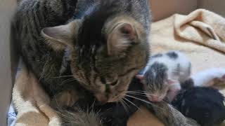 Katzengeburt Kitten Katzenbabys Nachgeburt Fruchtblase