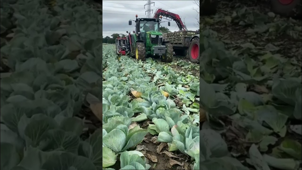 Удивительные современные сельскохозяйственные машины и технологии | Урожай капусты | 05