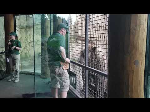 Bear training