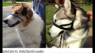 Compare First Time Using SafeCalm Collar to First Time Using HALTI Head Collar