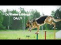 Things dog trainers do with their dogs every day  4 quick tips for happy dogs