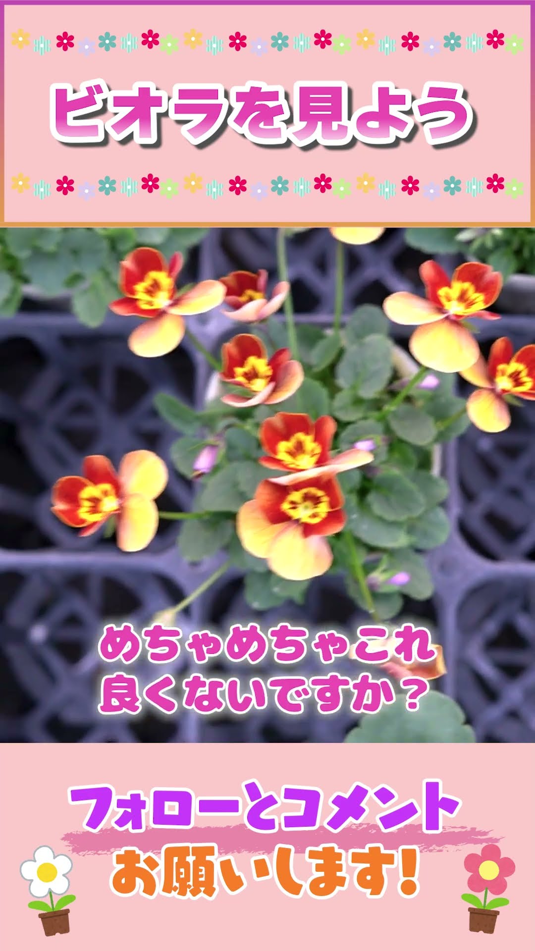 ビオラさま専用ページ♡ Crossbreeding Pansy Viola by Gardening Channel 846 #Gardening