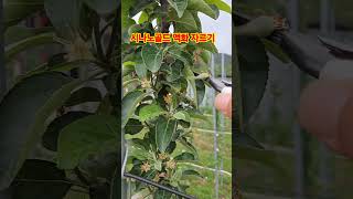 시나노골드 액화 자르기