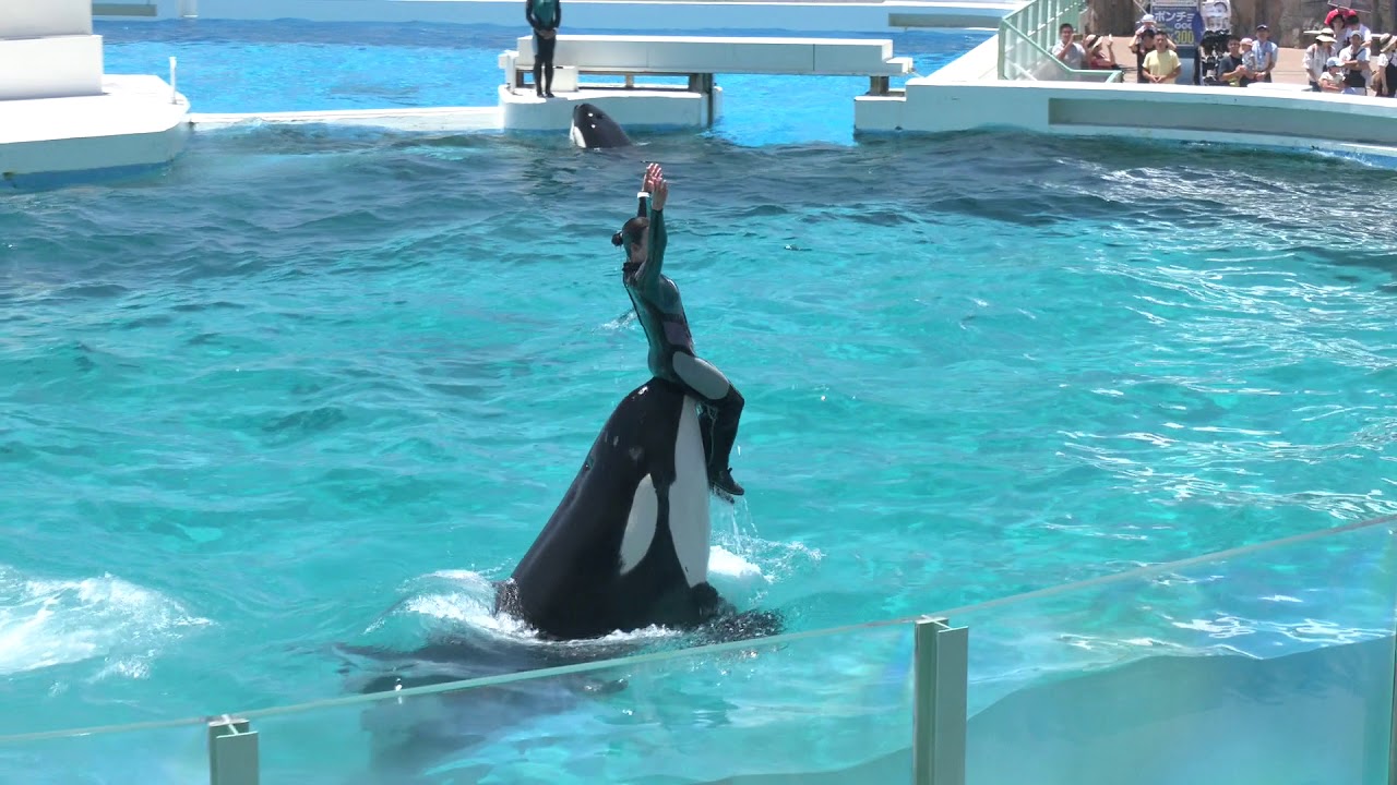 ◆鴨川シーワールド　シャチパフォーマンス（2019．08．04）11：30~ ◆