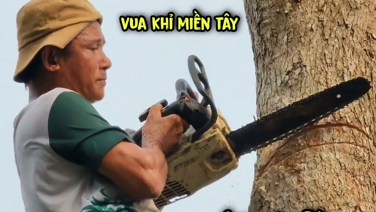 Amazing how to master of chainsaw cut down a giant Melaleuca tree - YouTube