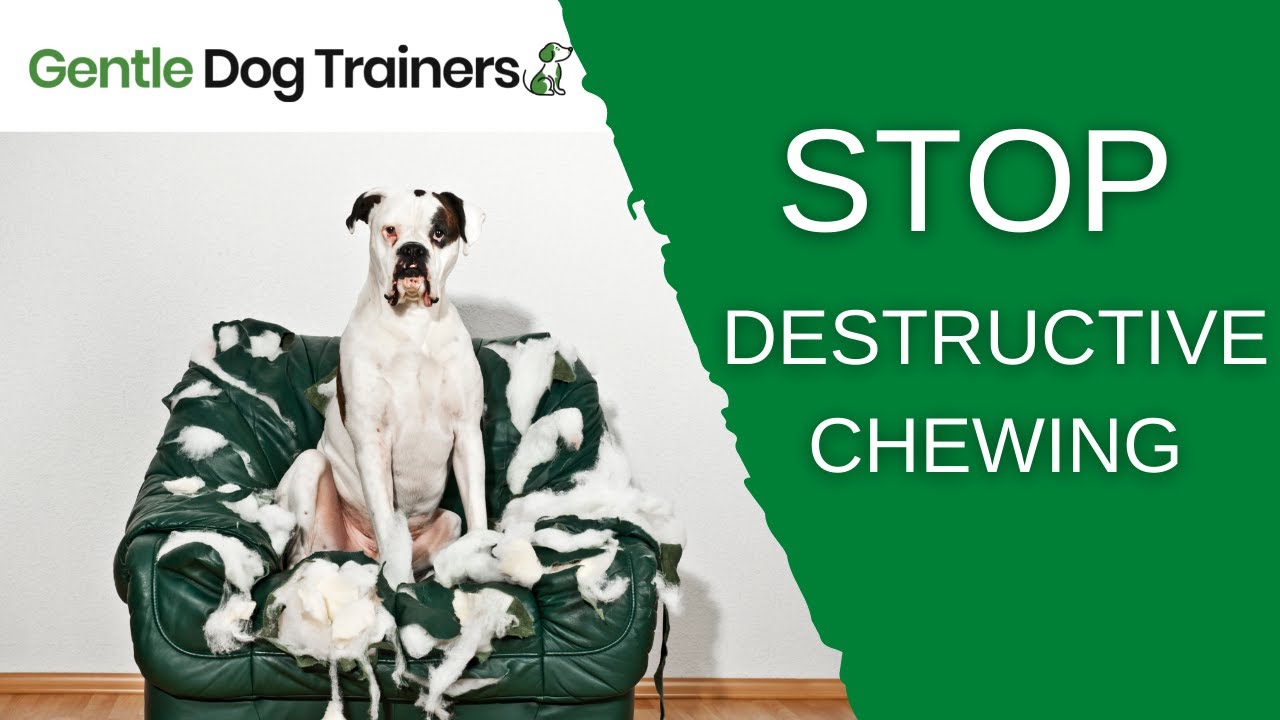 How To Stop Your Dog From Chewing Everything!