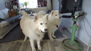 Sonja & Julius [The Samojeds] snack time..