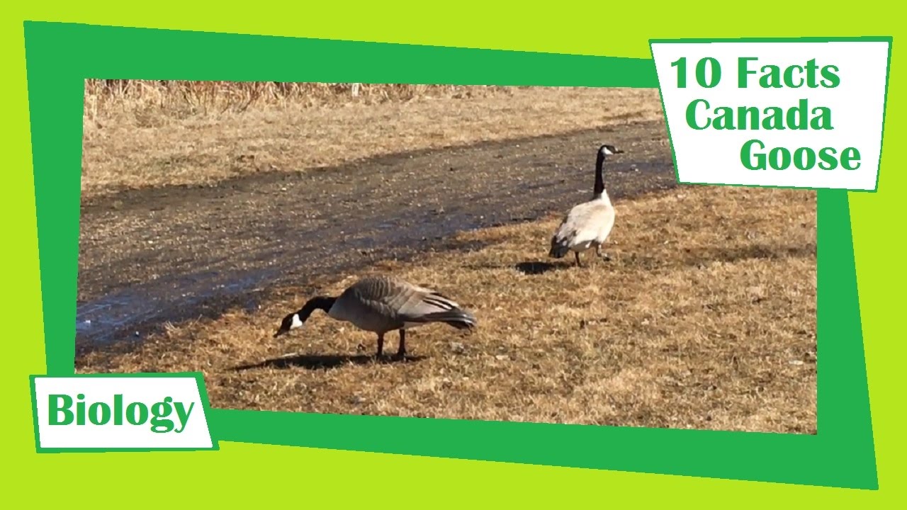 10 Fun Facts About the Canada Goose