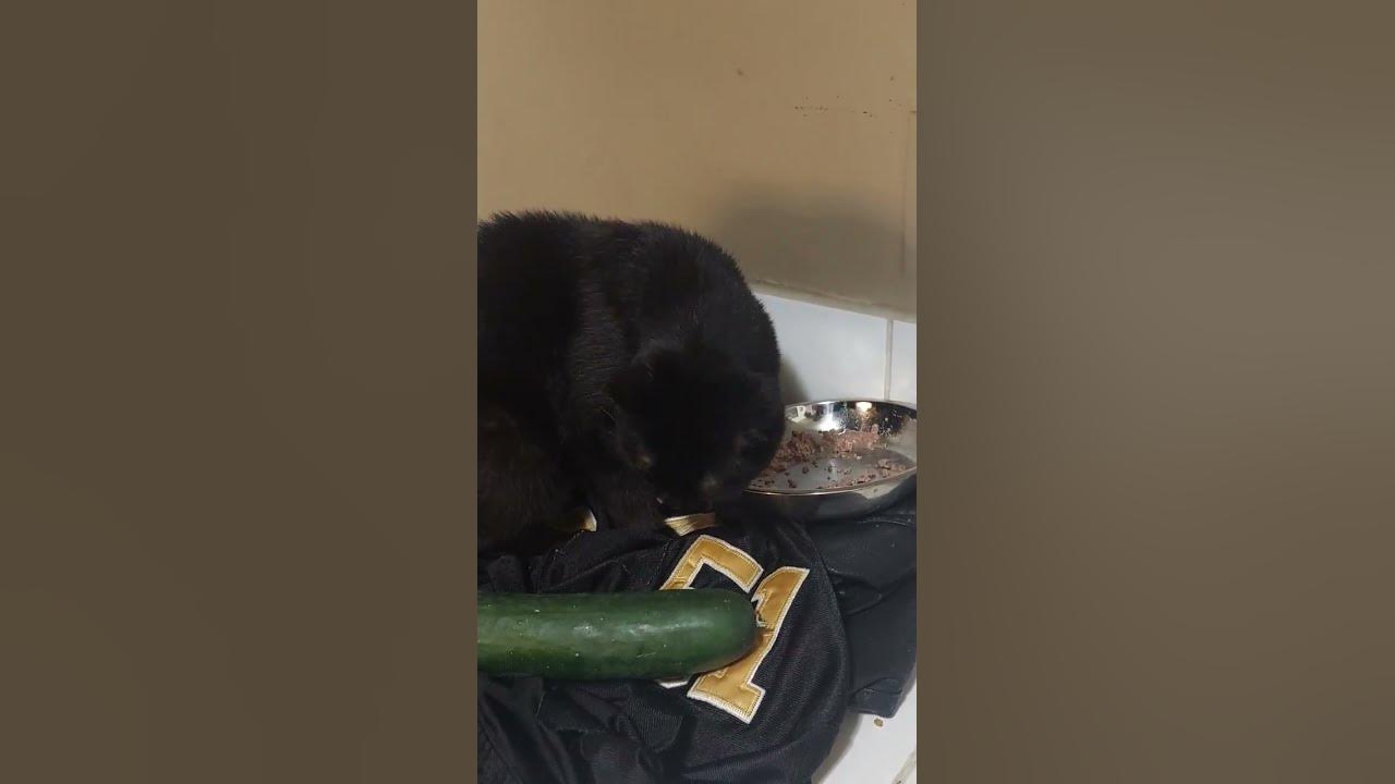 My cats don't fall for the banana in the tail pipe 😹🤣 shorts short 