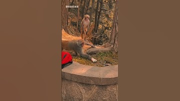 Khỉ rất sợ rắn