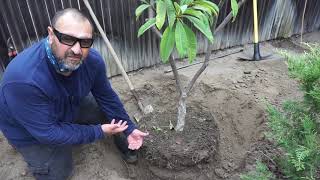 How to Transplant Trees