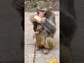 我慢する子猿