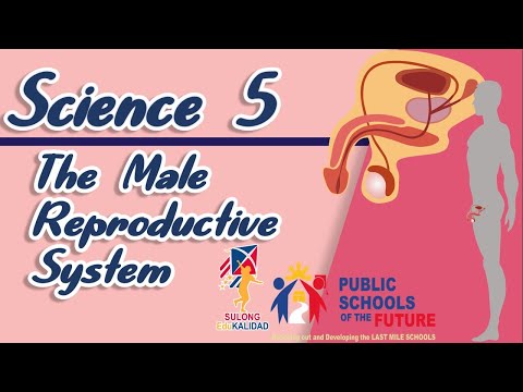 Grade 5- THE MALE REPRODUCTIVE SYSTEM | Science 5