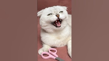 Sonya😭✂️ #cat #cats