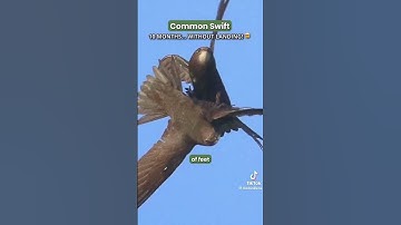 common swift 10 months without Landing