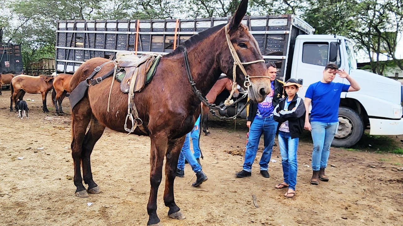 FEIRA DE CAVALOS EM CARUARU-PE  29-07-2025 #nordeste