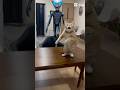 #cat 仲良し??