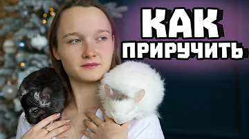 Как приручить шиншиллу?