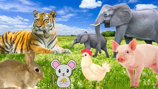 Daily activities of animals: tiger, elephant, pig, chicken,... by Animal Paradise 48,020 views 1 year ago 16 minutes