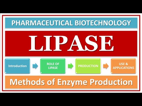 ਲਿਪੇਸ ਐਨਜ਼ਾਈਮ | ਇਸਦਾ ਕੰਮ ਅਤੇ ਭੂਮਿਕਾ | ਮਾਈਕ੍ਰੋਬਸ ਦੀ ਵਰਤੋਂ ਕਰਕੇ ਉਤਪਾਦਨ | ਅਰਜ਼ੀਆਂ | ਬਾਇਓਟੈਕਨਾਲੋਜੀ
