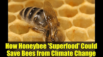 How Honeybee 