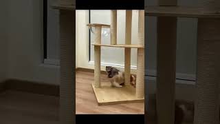 adorable baby behavior