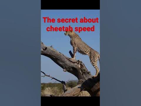 the fastest land animals in the world @mammals #wildlife - YouTube