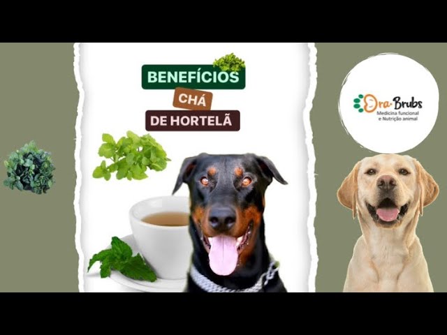 BENEFÍCIOS DO CHÁ DE HORTELÃ