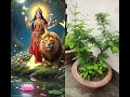 Jay Mata di #sukhnandan #lifeisbutadream #ihavethisthingwithplants