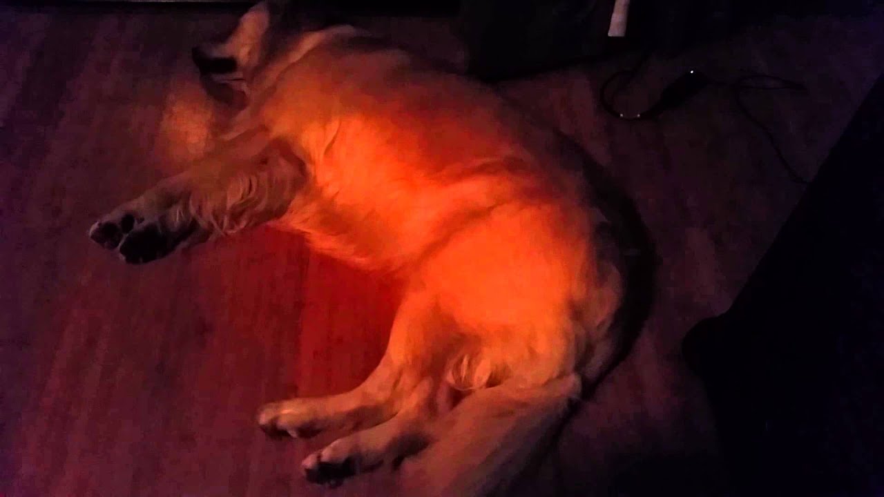 Cute Dog Dreaming Feet Moving & Tail Twitching English Cream Golden