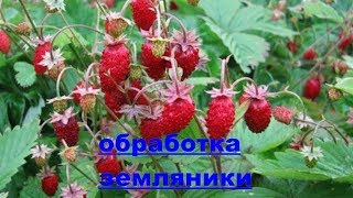 Земляника ремонтантная мелкоплодная-первая обработка после зимы. Земляника ремонтантная мелкоплодная-первая обработка после зимы.