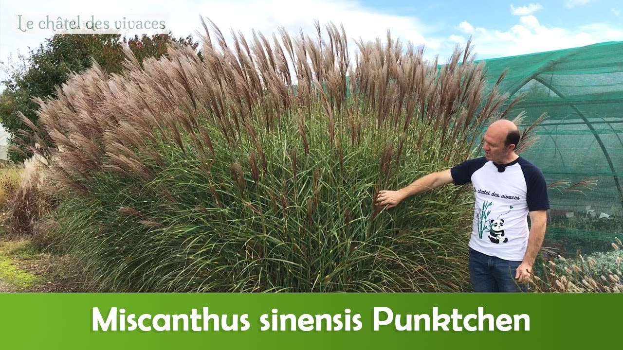 Miscanthus Punktchen - thptnganamst.edu.vn