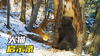 東北虎單殺棕熊，讓獵人兩眼放光，大貓與人類的相愛相殺